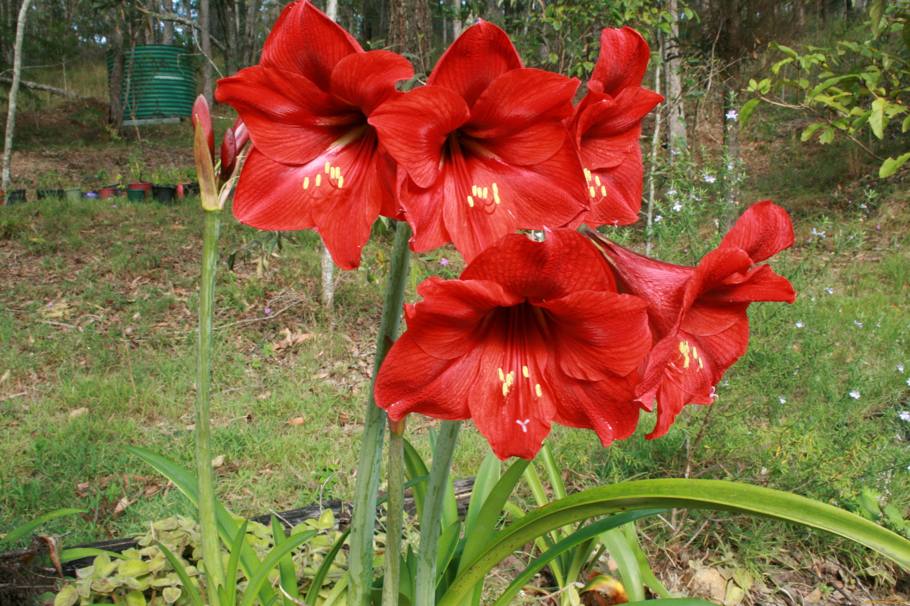 , , , hippeastrum
